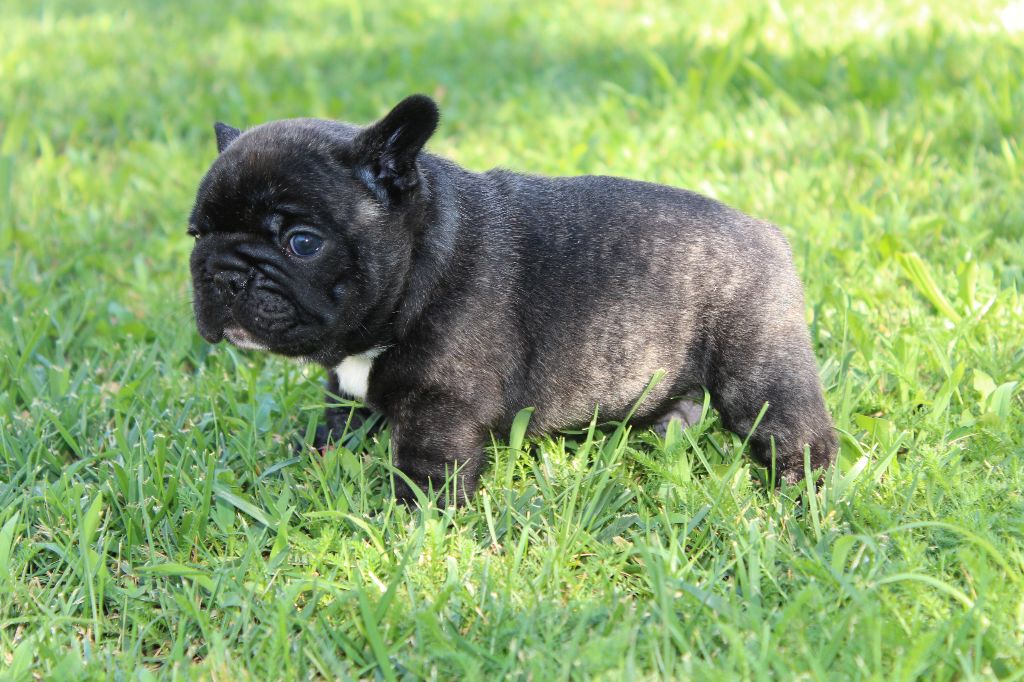 Du Clos De Chantegrive - Les bébés ont 4 semaines! 