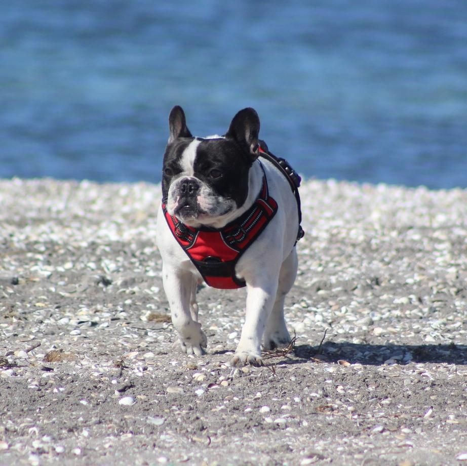 Du Clos De Chantegrive - MAITE à la plage ! 