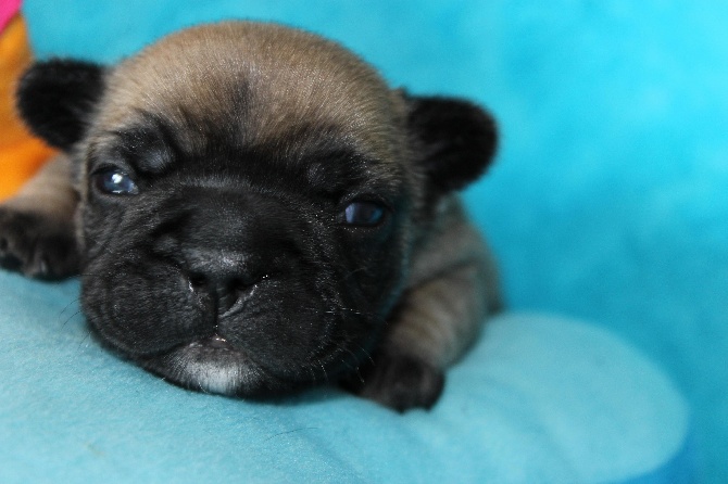 Du Clos De Chantegrive - Nouvelles photos des bébés!