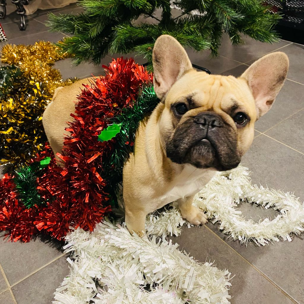 Du Clos De Chantegrive - S'cookie prêt pour Noël ! 