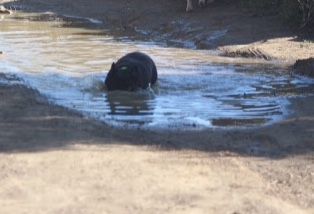 Du Clos De Chantegrive -  Ibiza : une bouli hippopotame