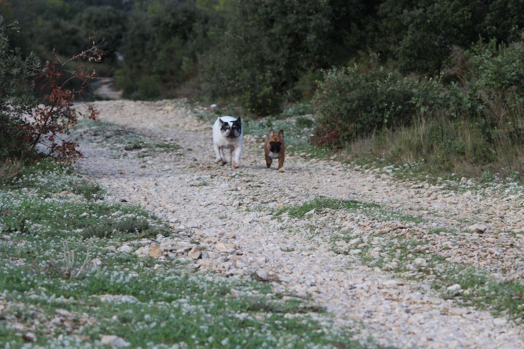 Du Clos De Chantegrive - Balade en colline pour Flavie et Pablito !