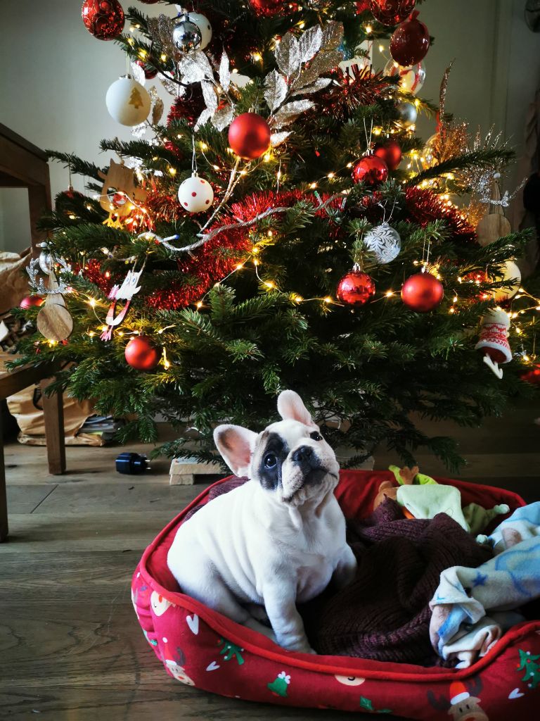 Du Clos De Chantegrive - SIMBA attend le Père Noël !