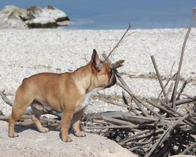 Du Clos De Chantegrive - PABLITO à la plage!