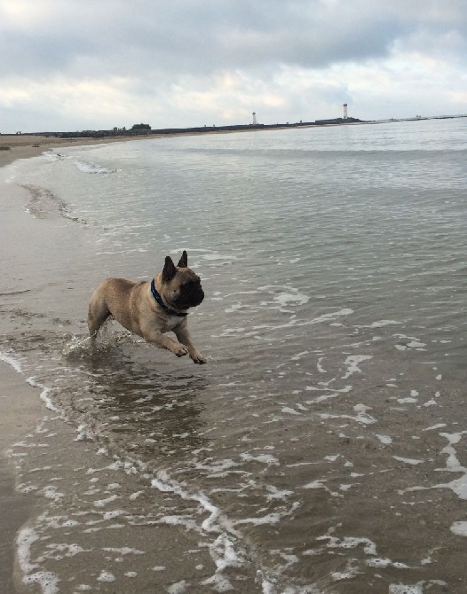 Du Clos De Chantegrive - IZOS A LA PLAGE !