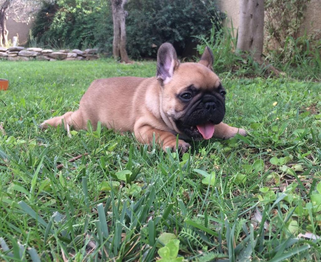 Pablito Du Clos De Chantegrive