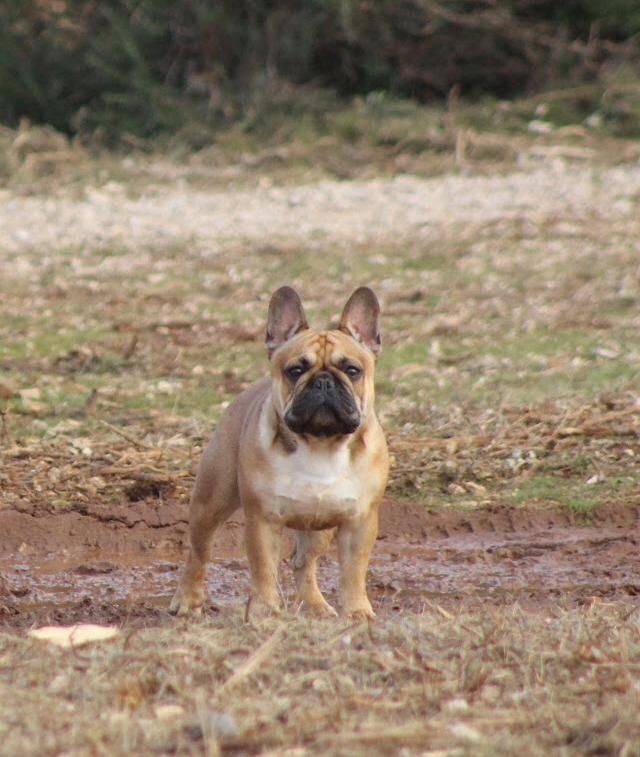 Pablito Du Clos De Chantegrive