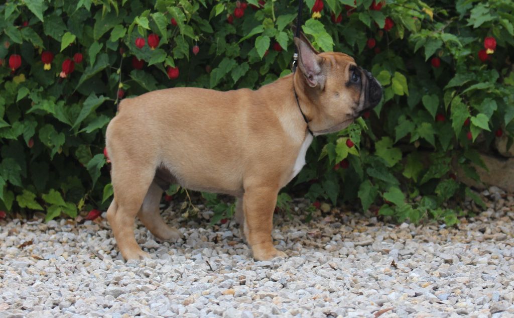 Pablito Du Clos De Chantegrive