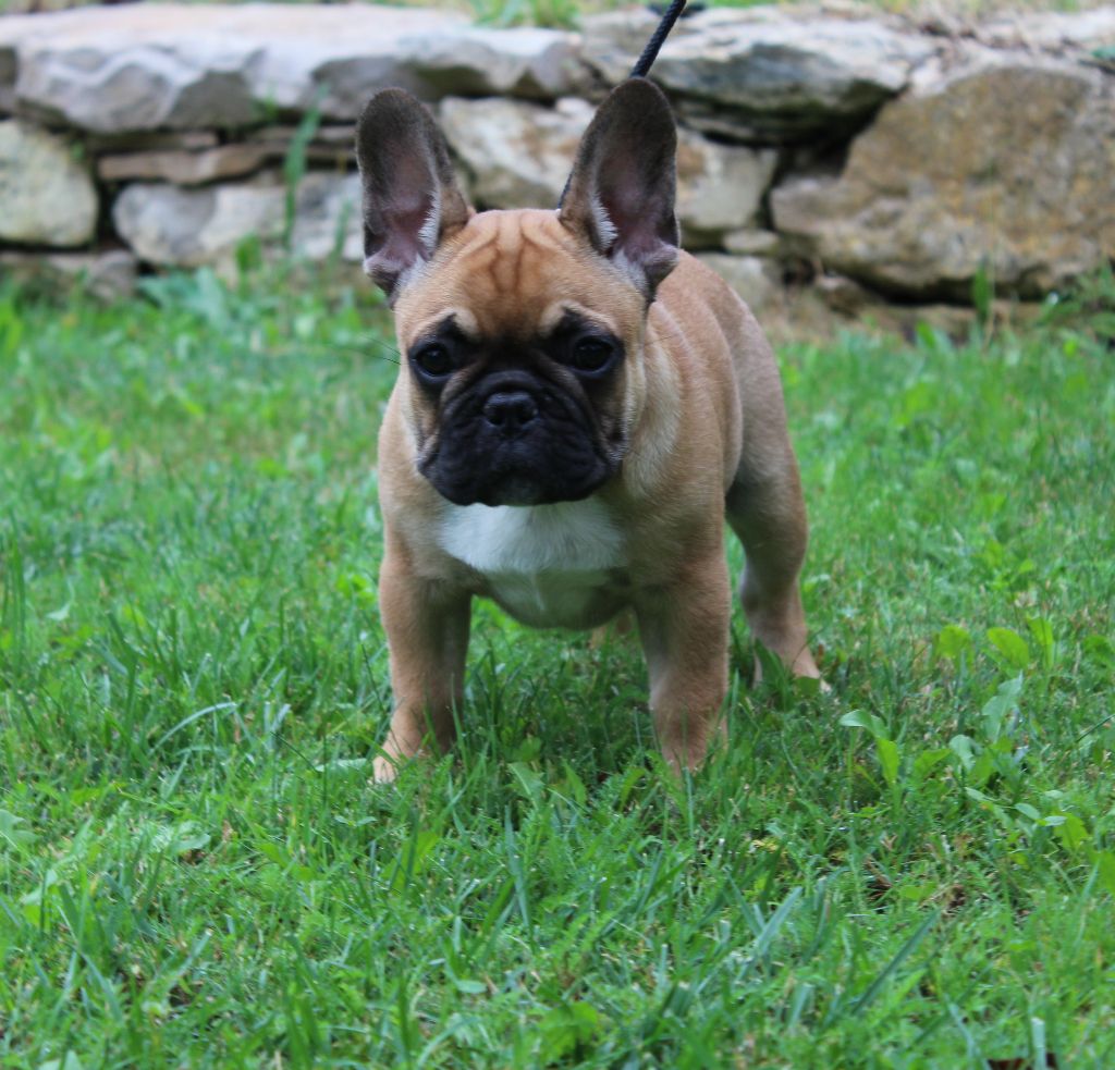 Pablito Du Clos De Chantegrive