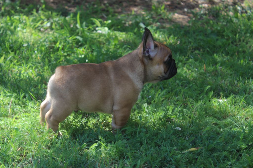 Pablito Du Clos De Chantegrive