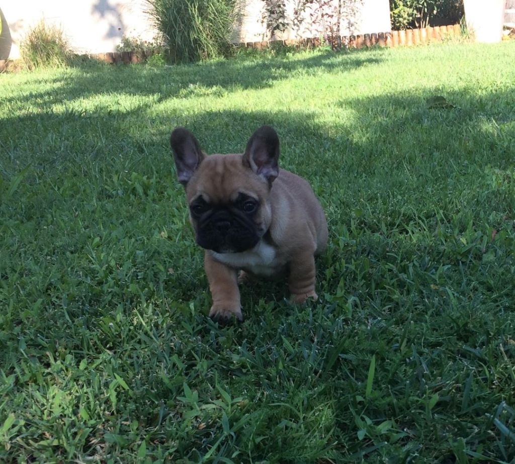 Pablito Du Clos De Chantegrive