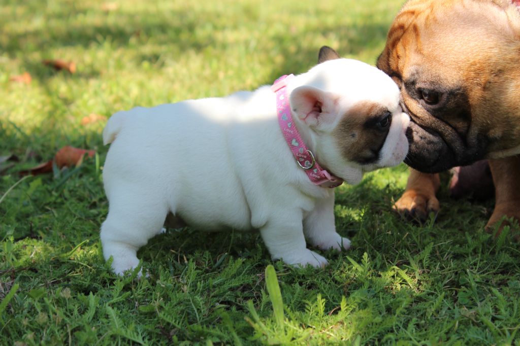 chiot Bouledogue français Du Clos De Chantegrive