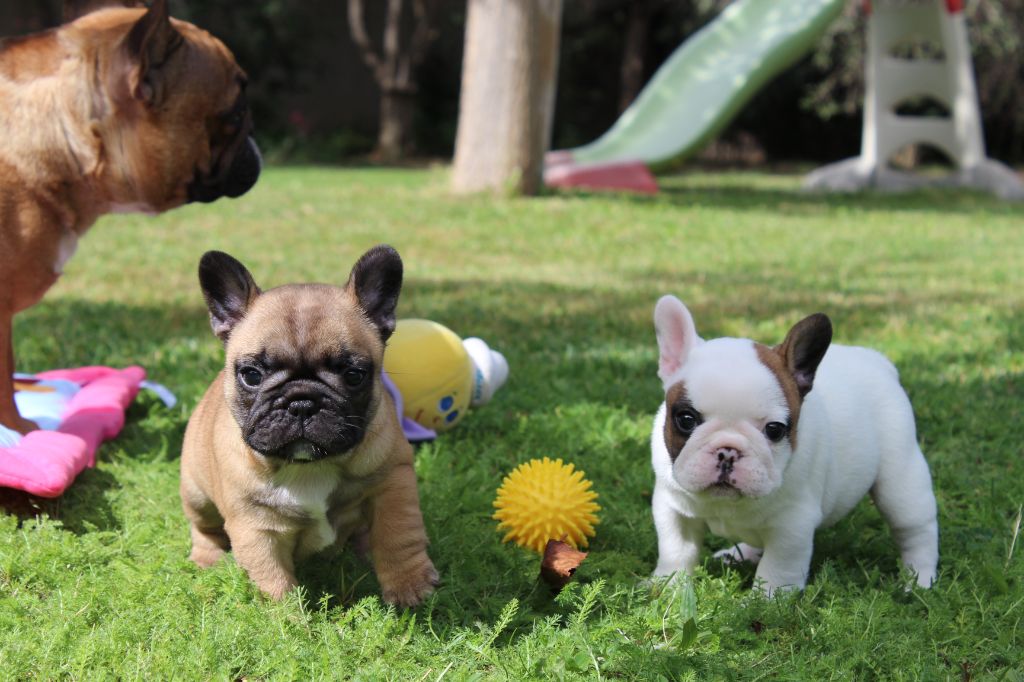 chiot Bouledogue français Du Clos De Chantegrive