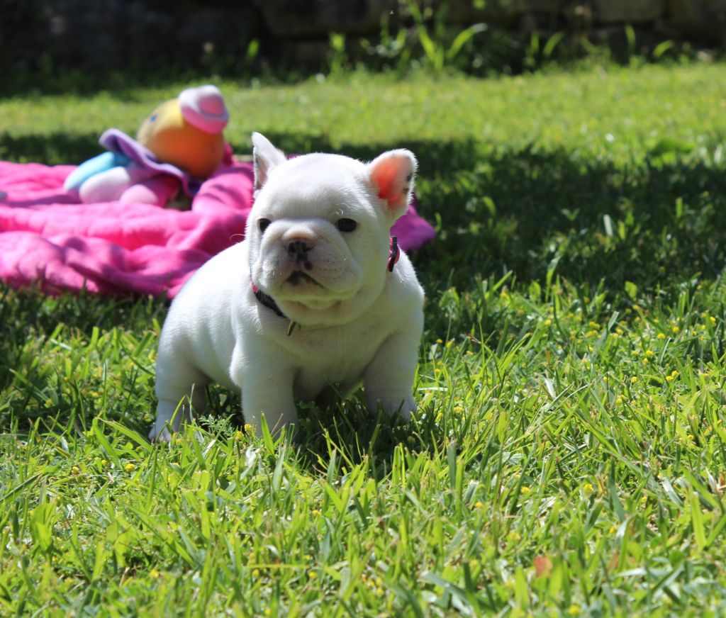 ALASKA au jardin !