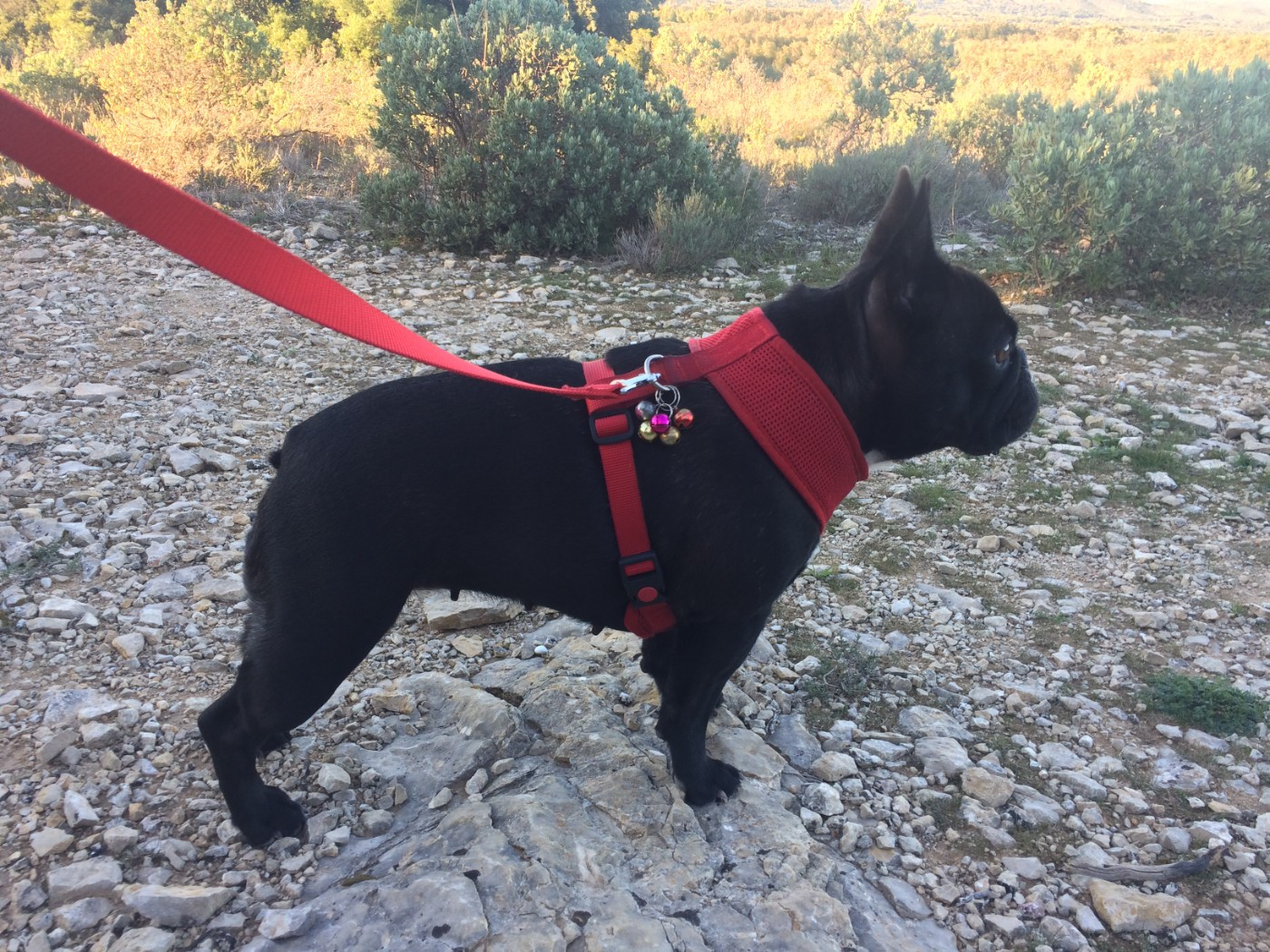 Panthère en colline !