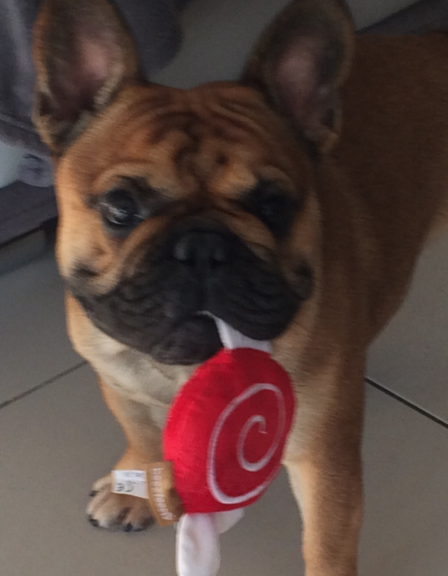 VADOR : petit-fils de mon PABLITO