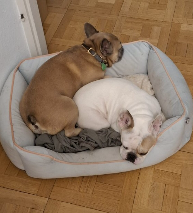 Des nouvelles de TIHA !