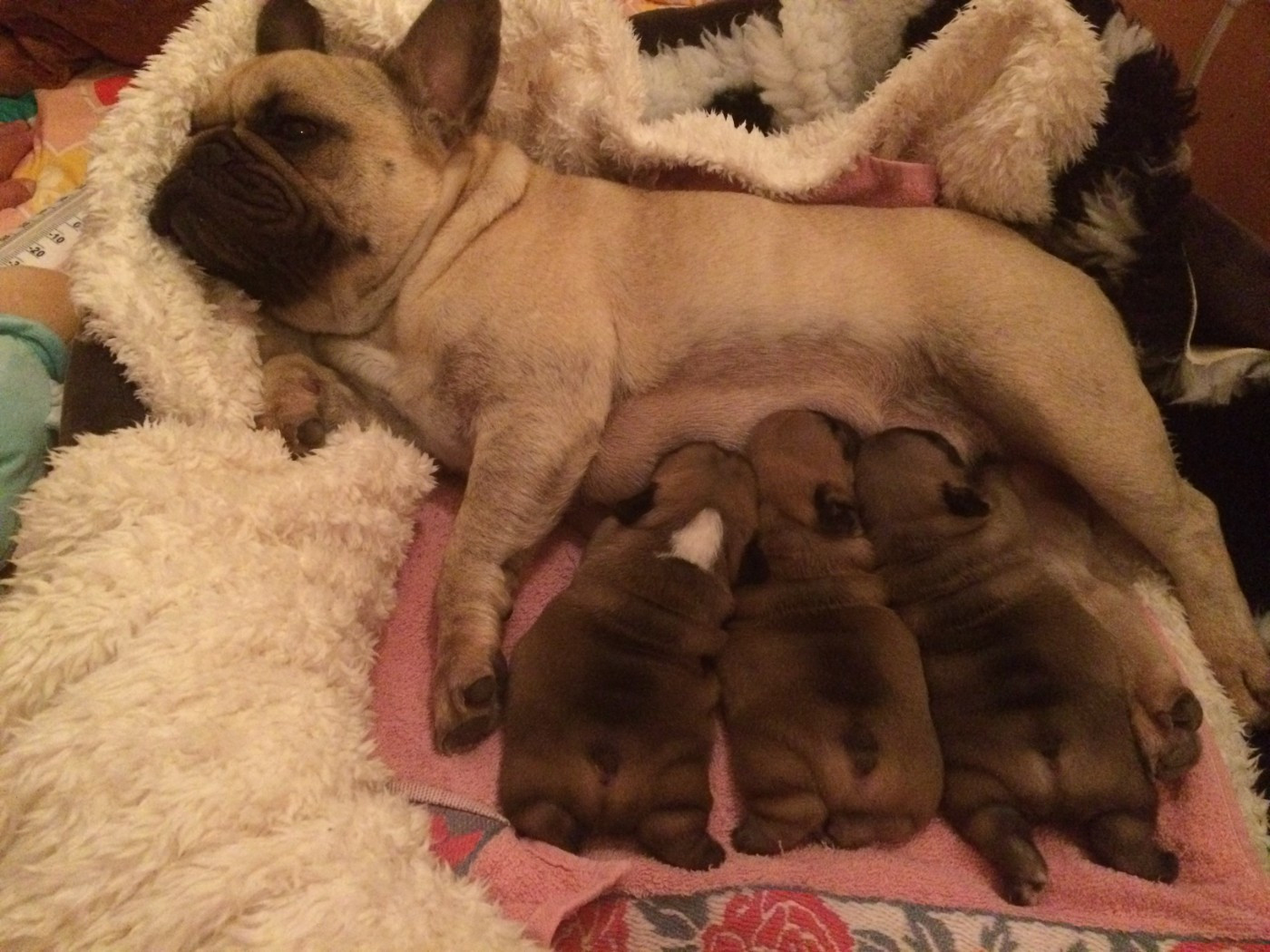 AU REVOIR JADORE ...