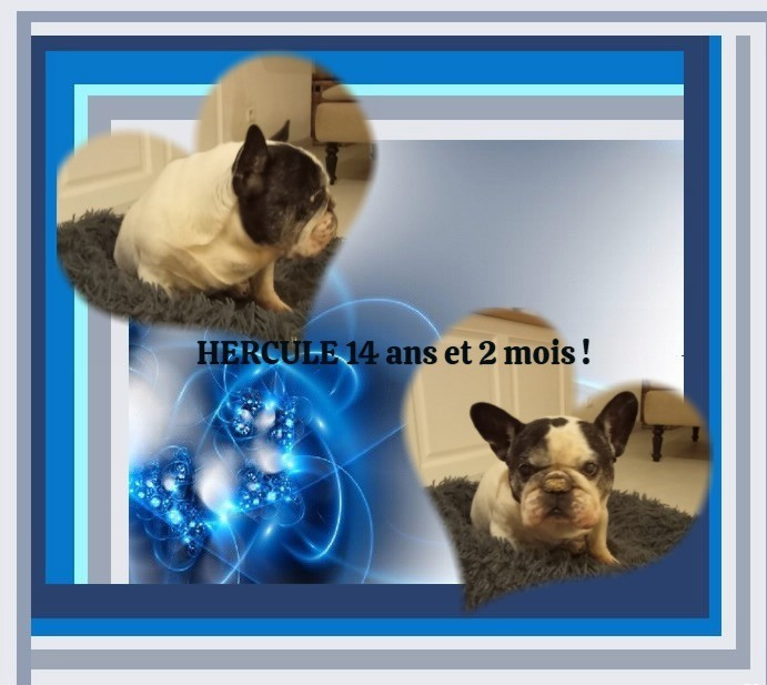 HERCULE 14 ans et 2 mois !