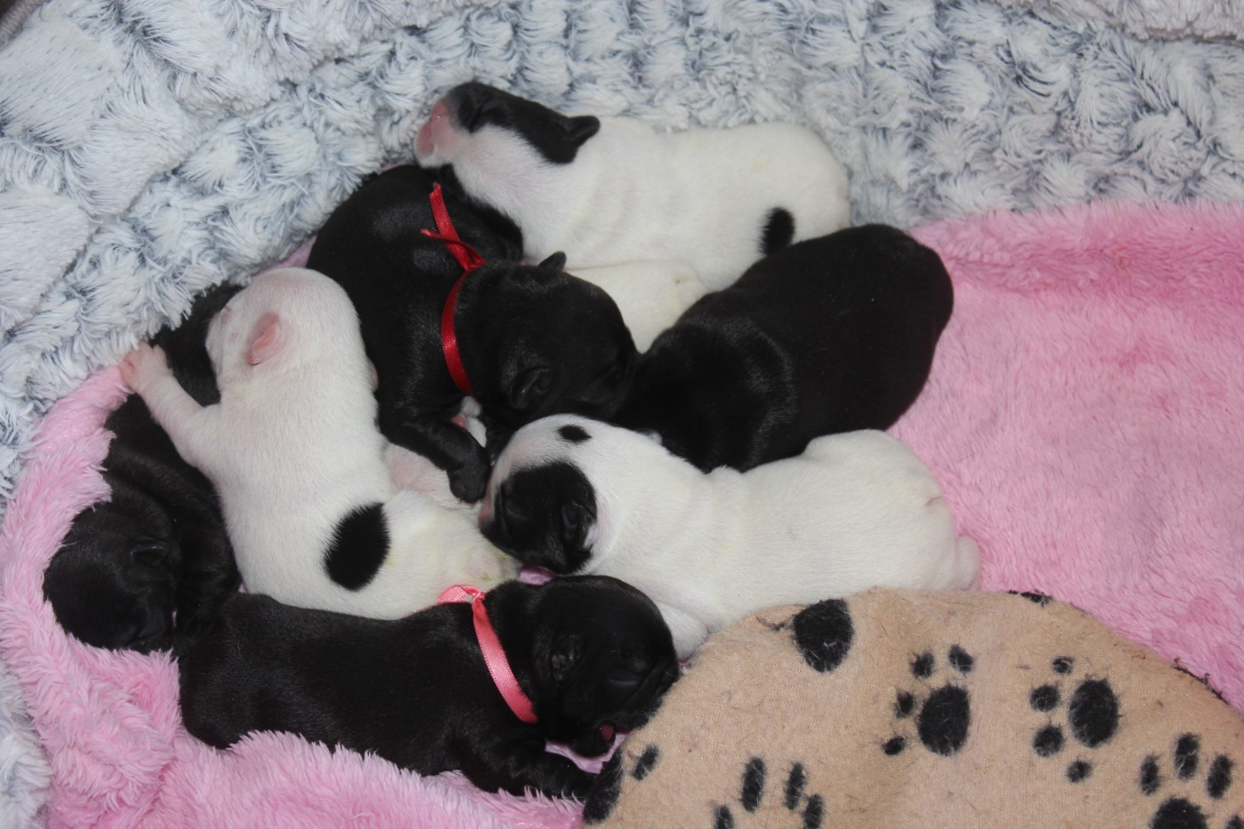 Les bébés ont 1 semaine !