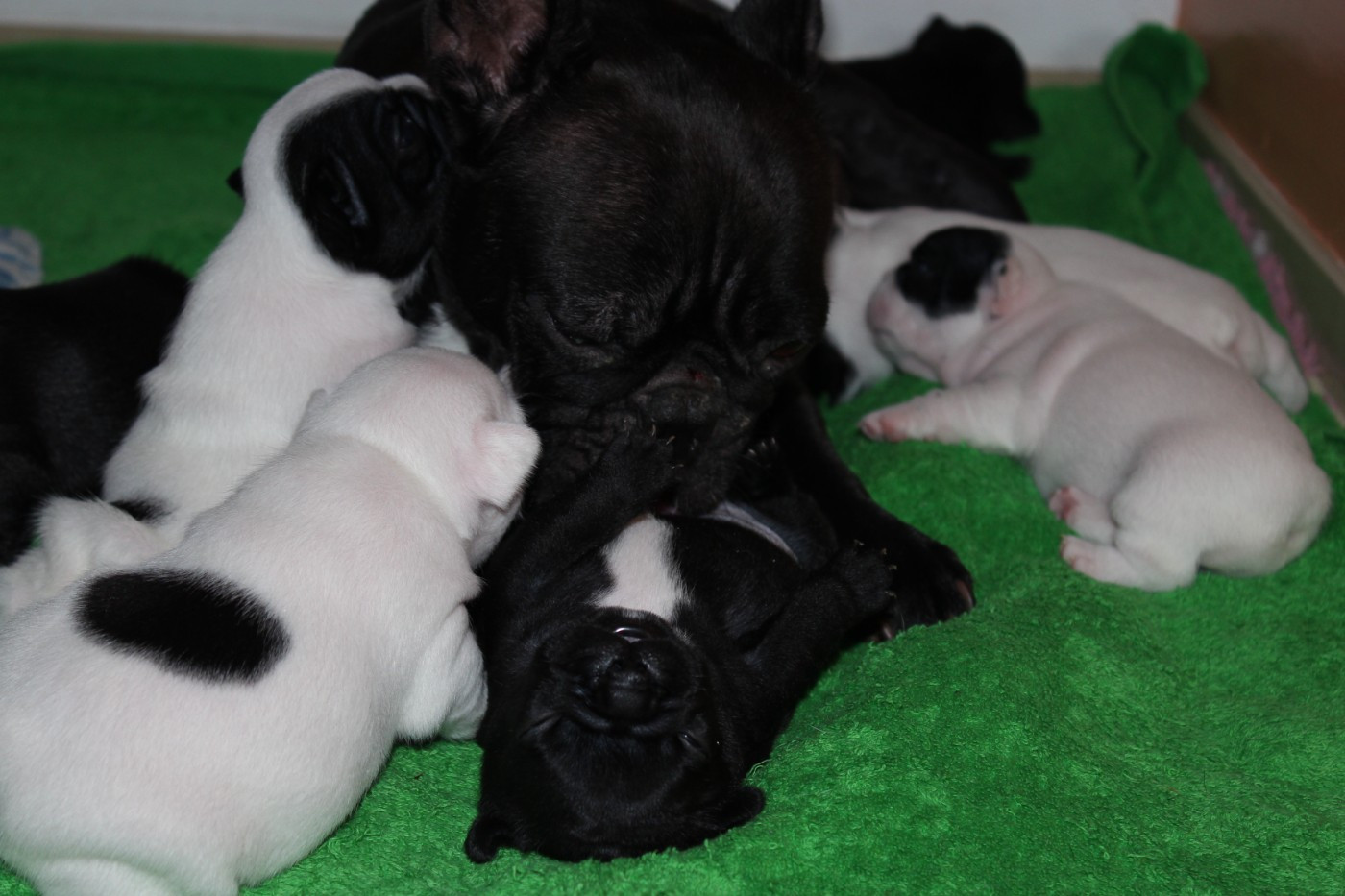Les bébés ont 3 semaines !