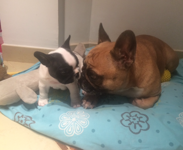 Du Clos De Chantegrive - Mamie WINNIE et BASTIEN !