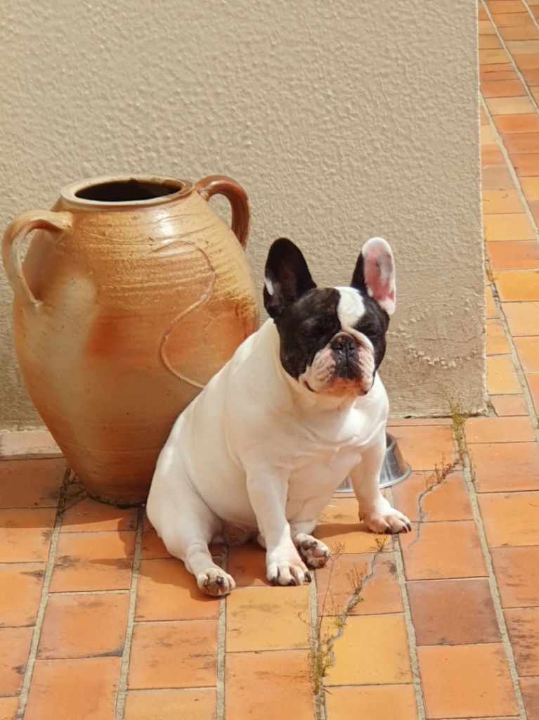 Du Clos De Chantegrive - LA DIVA  !
