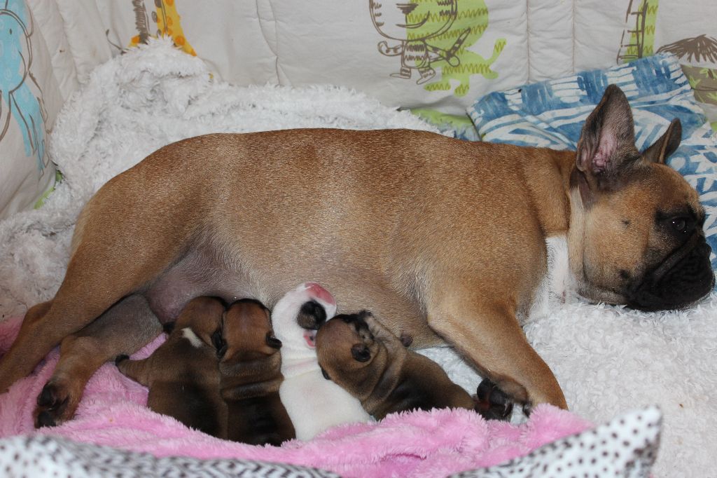 Du Clos De Chantegrive - Les bébés ont 5 jours !