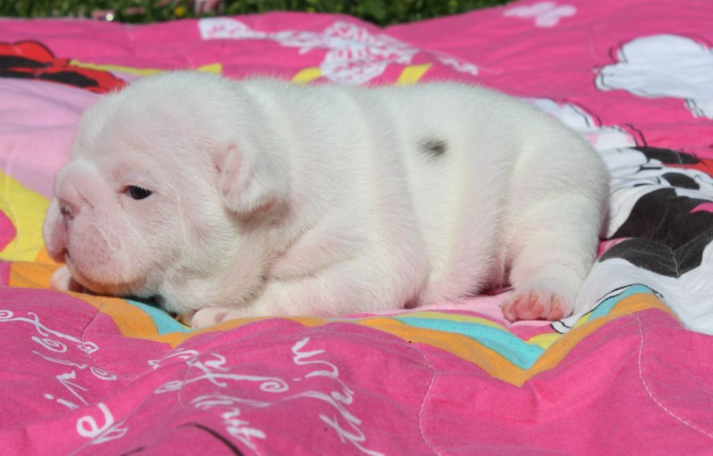 Du Clos De Chantegrive - Chiots disponibles - Bouledogue français
