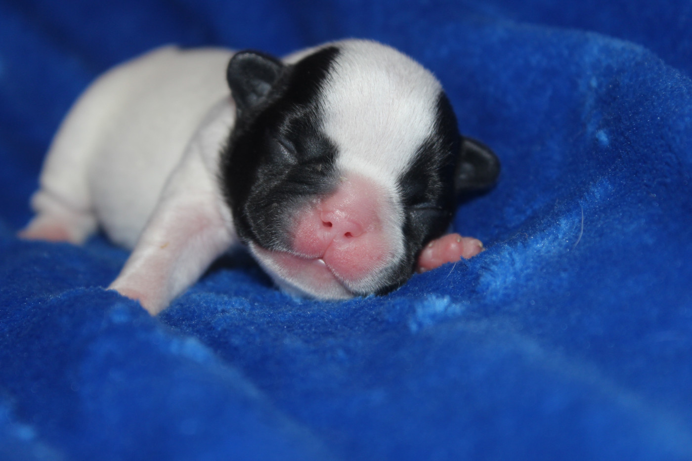Du Clos De Chantegrive - Chiots disponibles - Bouledogue français