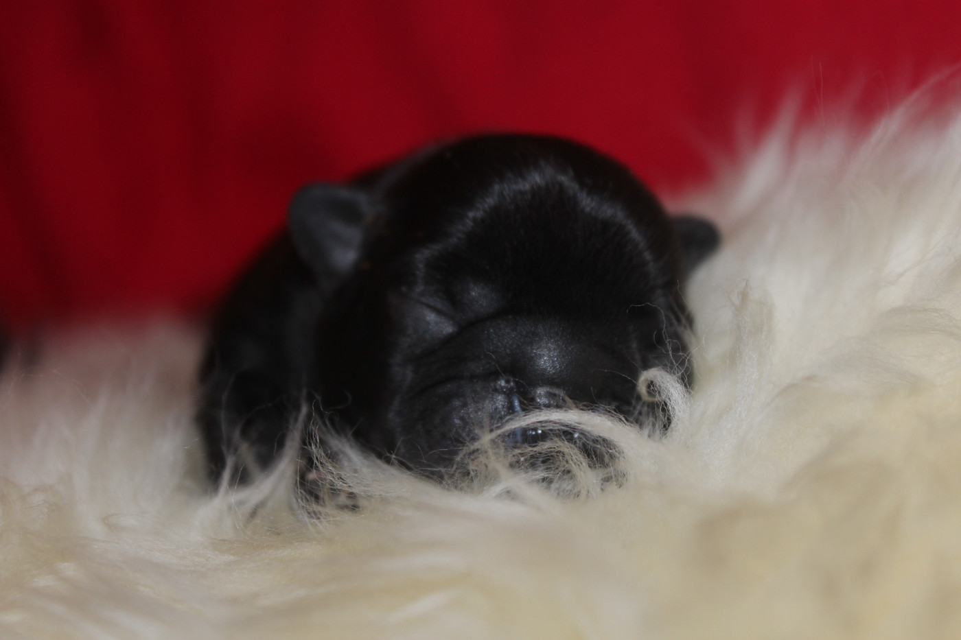 Du Clos De Chantegrive - Chiots disponibles - Bouledogue français