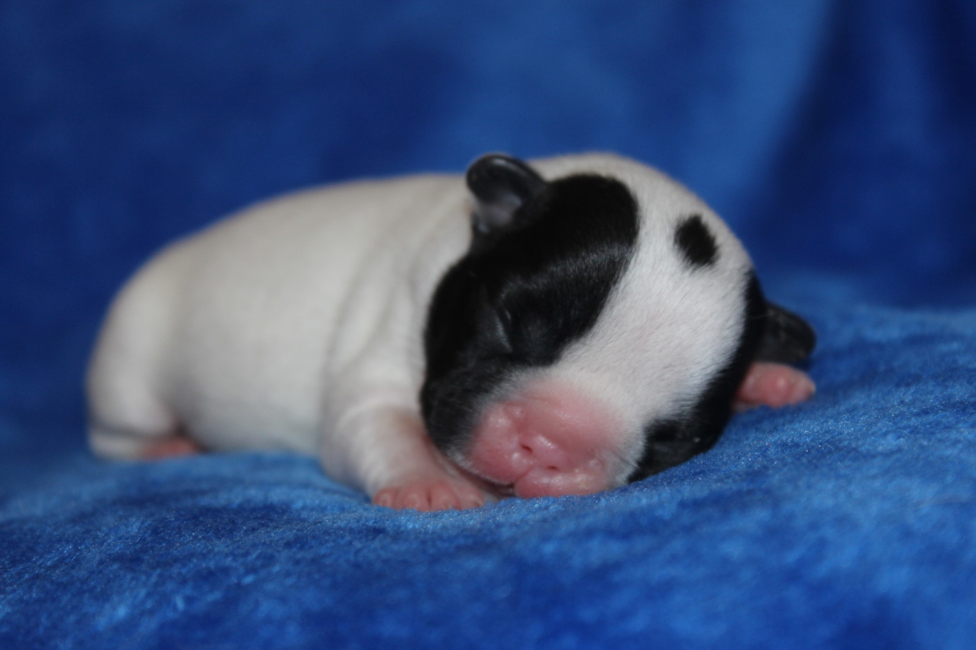 Du Clos De Chantegrive - Chiots disponibles - Bouledogue français