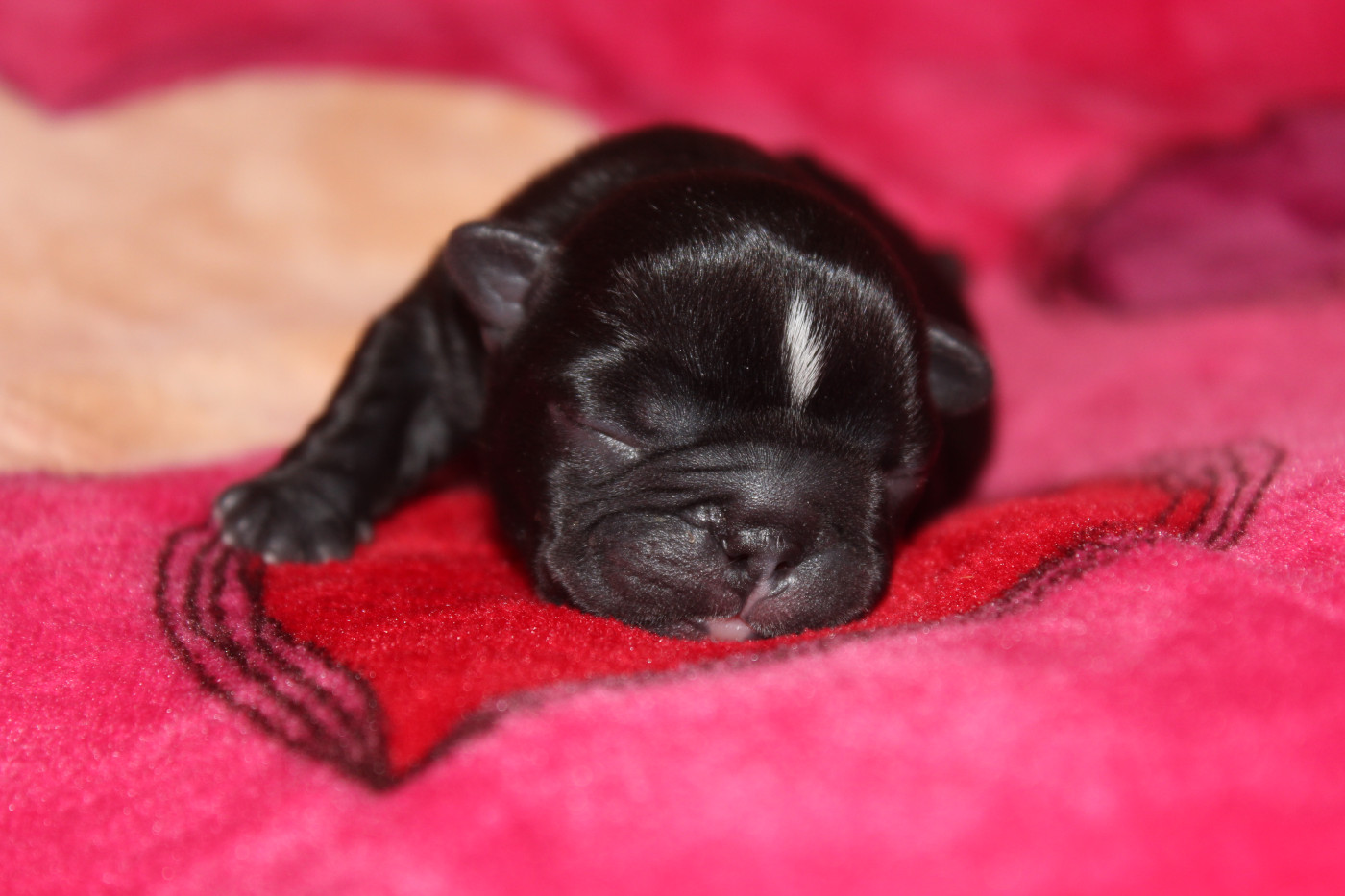 Du Clos De Chantegrive - Chiots disponibles - Bouledogue français