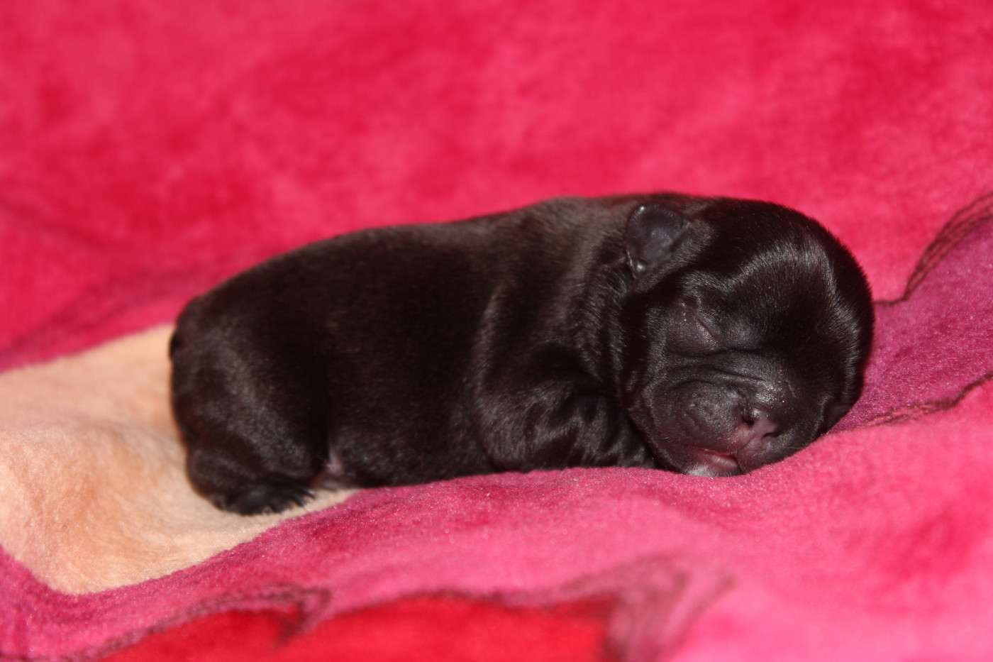 Du Clos De Chantegrive - Chiots disponibles - Bouledogue français