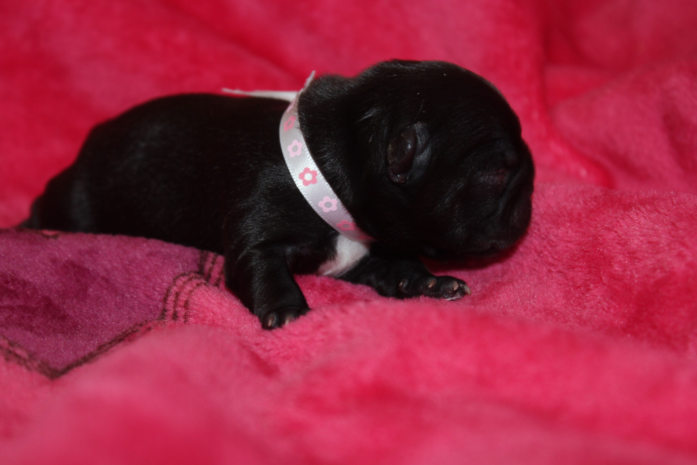 Du Clos De Chantegrive - Chiots disponibles - Bouledogue français