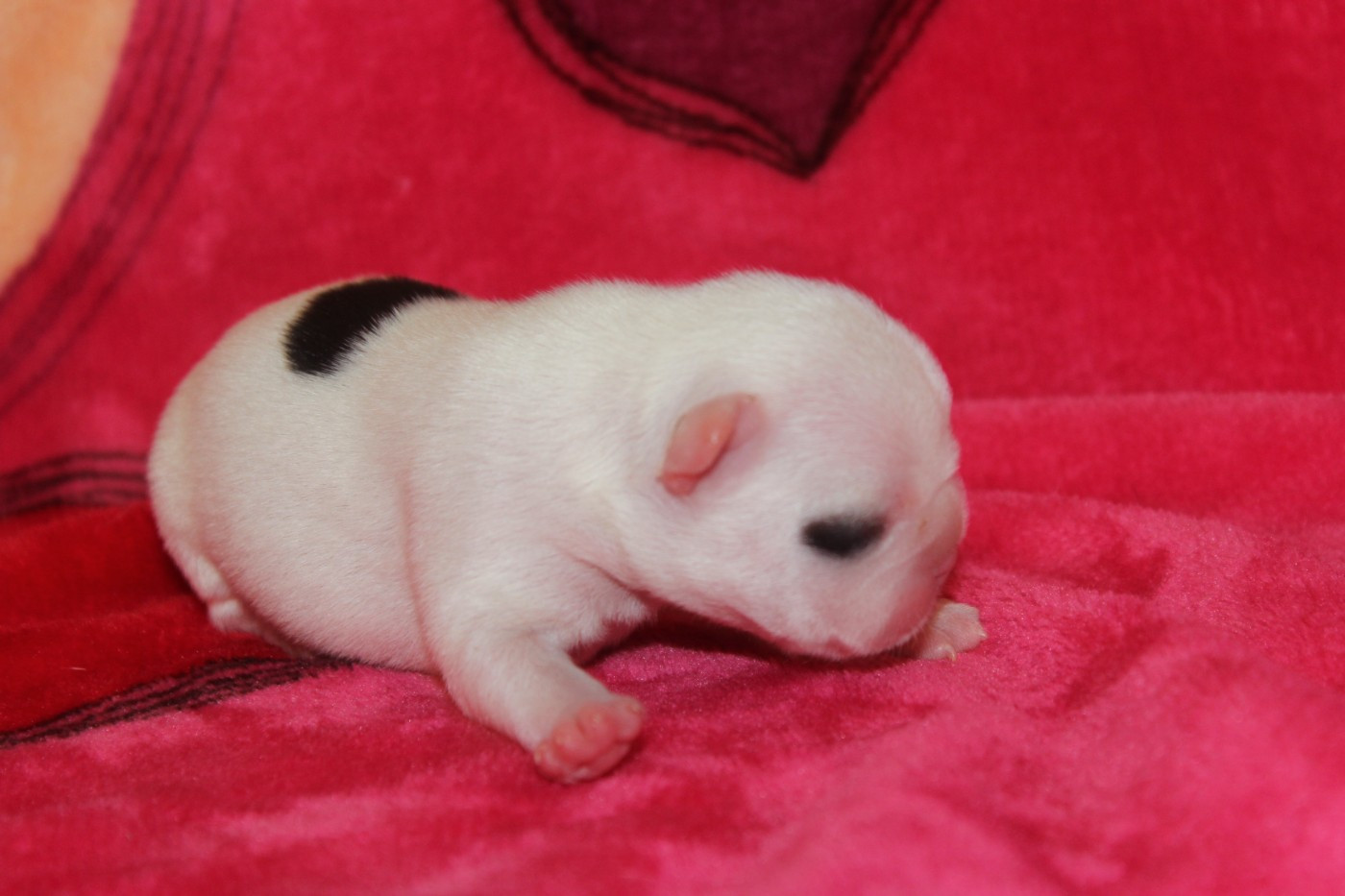 Du Clos De Chantegrive - Chiots disponibles - Bouledogue français