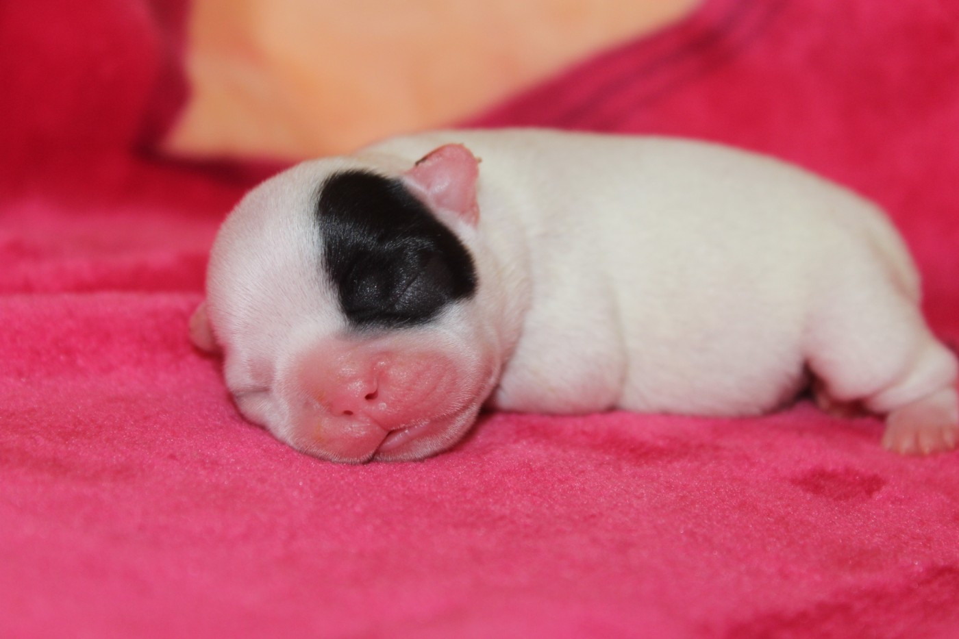 Du Clos De Chantegrive - Chiots disponibles - Bouledogue français