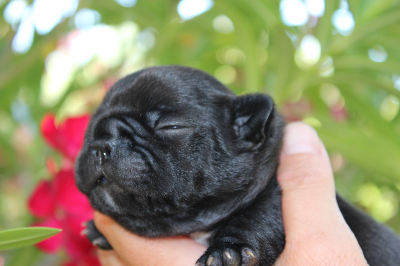 Du Clos De Chantegrive - Chiots disponibles - Bouledogue français