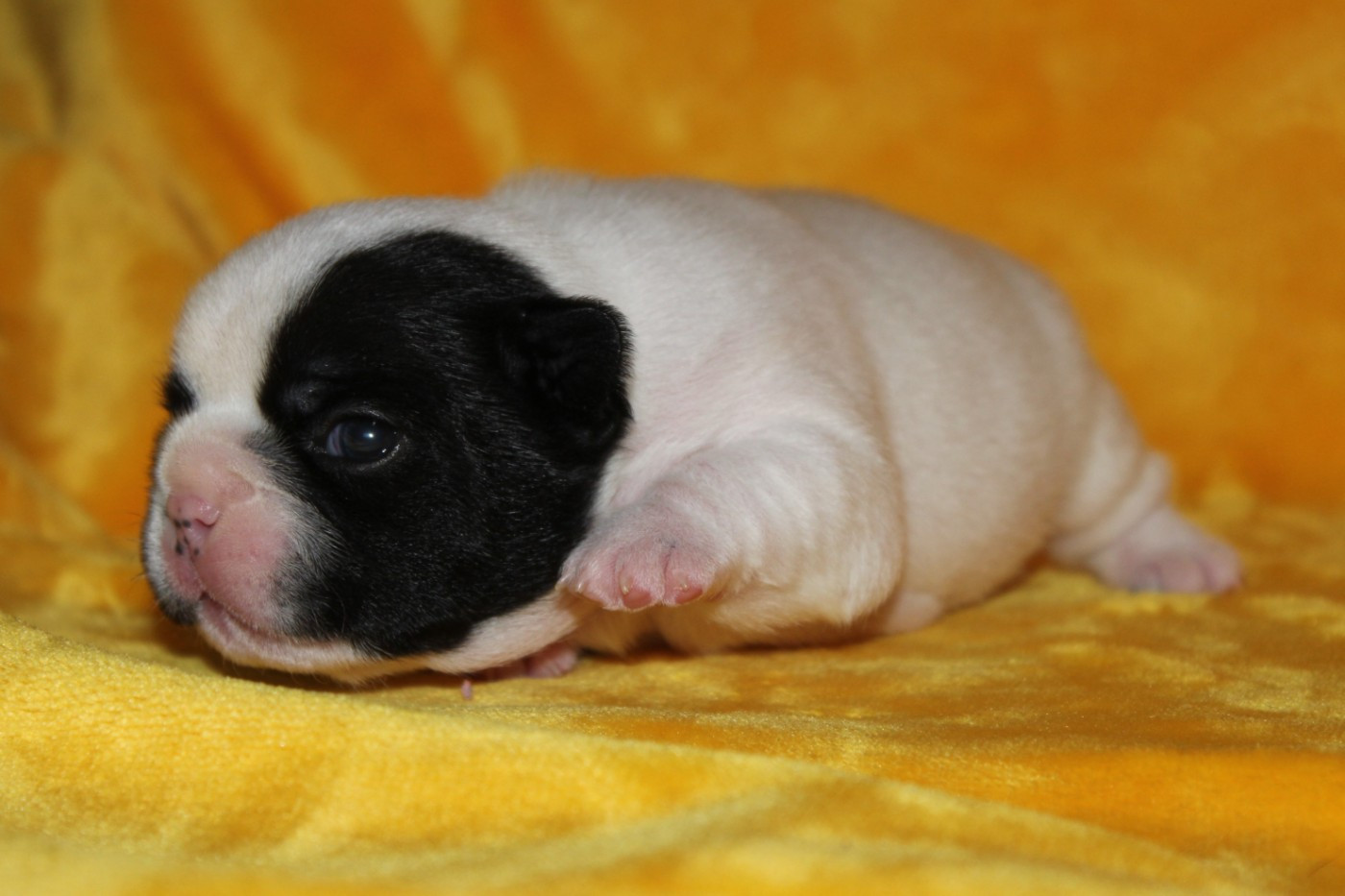Du Clos De Chantegrive - Chiots disponibles - Bouledogue français
