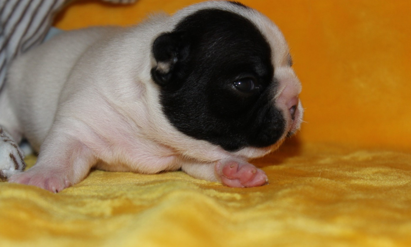 Du Clos De Chantegrive - Chiots disponibles - Bouledogue français
