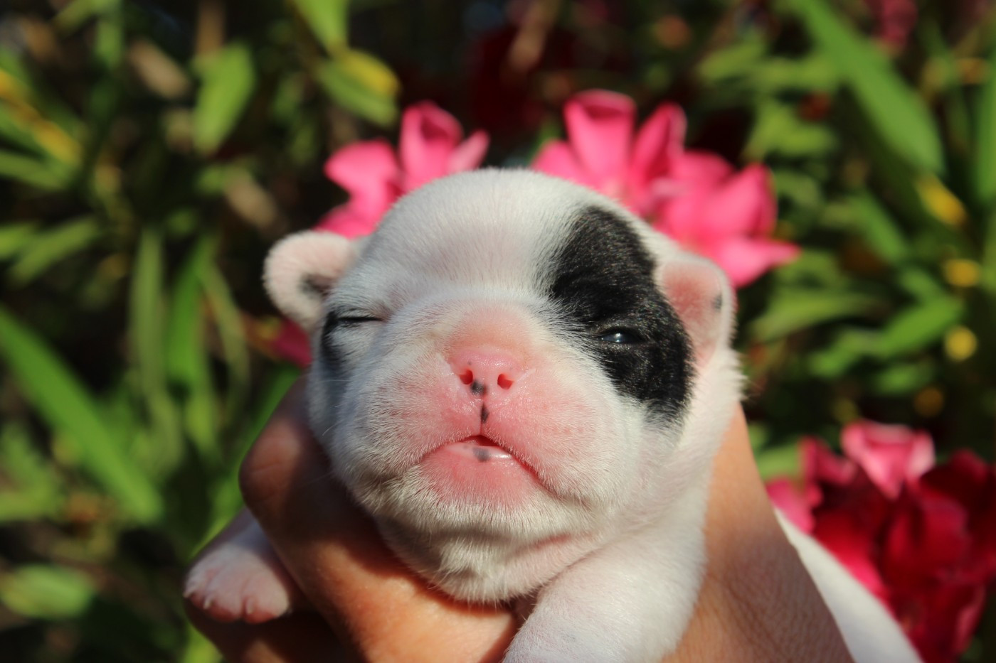 Du Clos De Chantegrive - Chiots disponibles - Bouledogue français