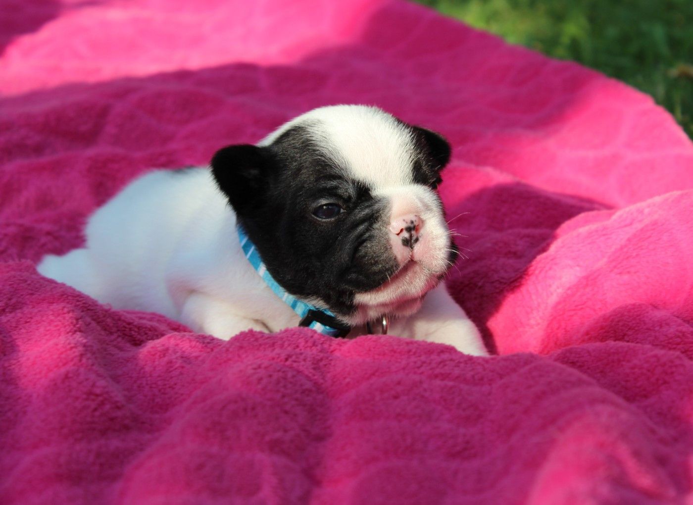 Du Clos De Chantegrive - Chiots disponibles - Bouledogue français