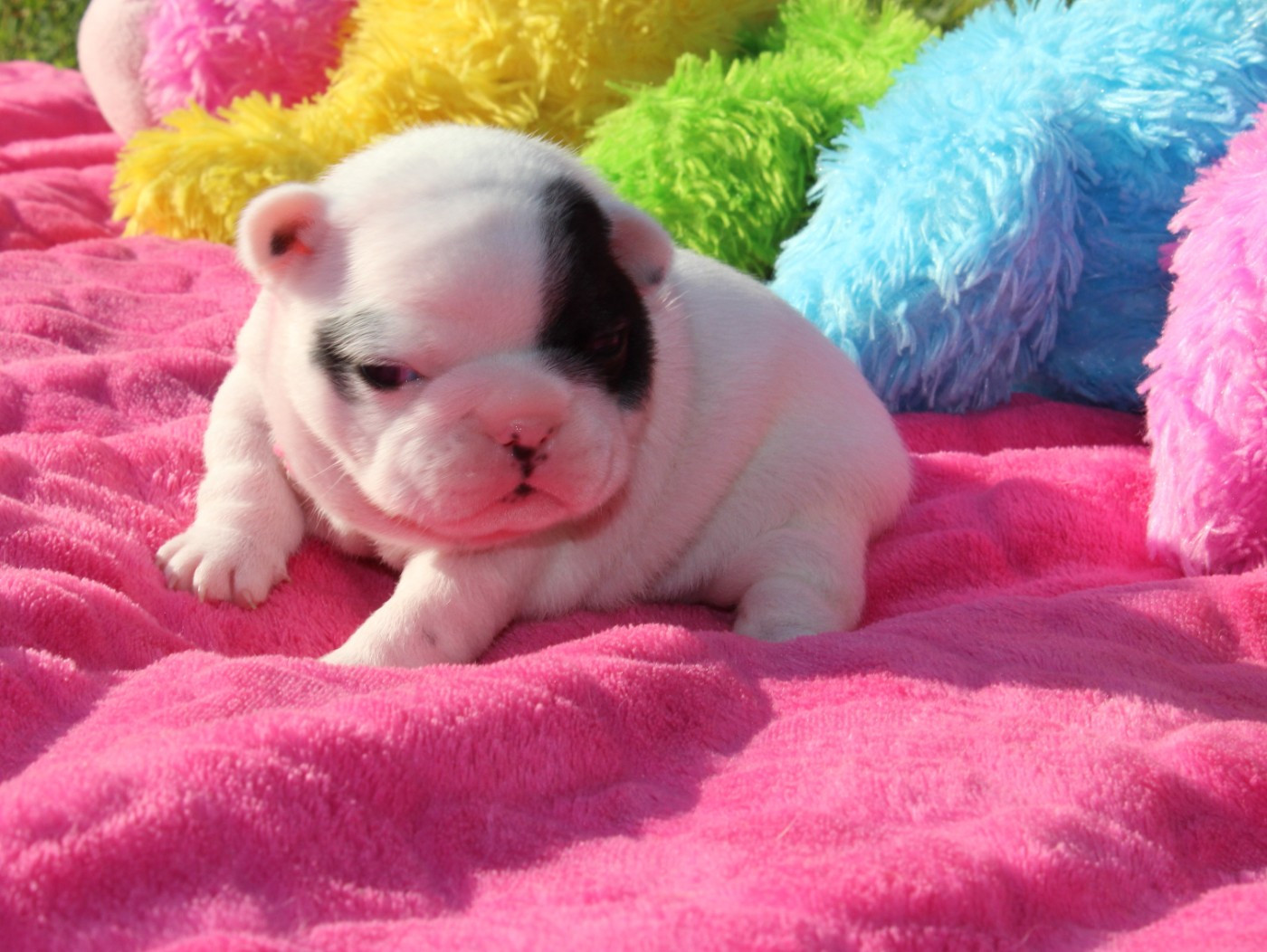 Du Clos De Chantegrive - Chiots disponibles - Bouledogue français