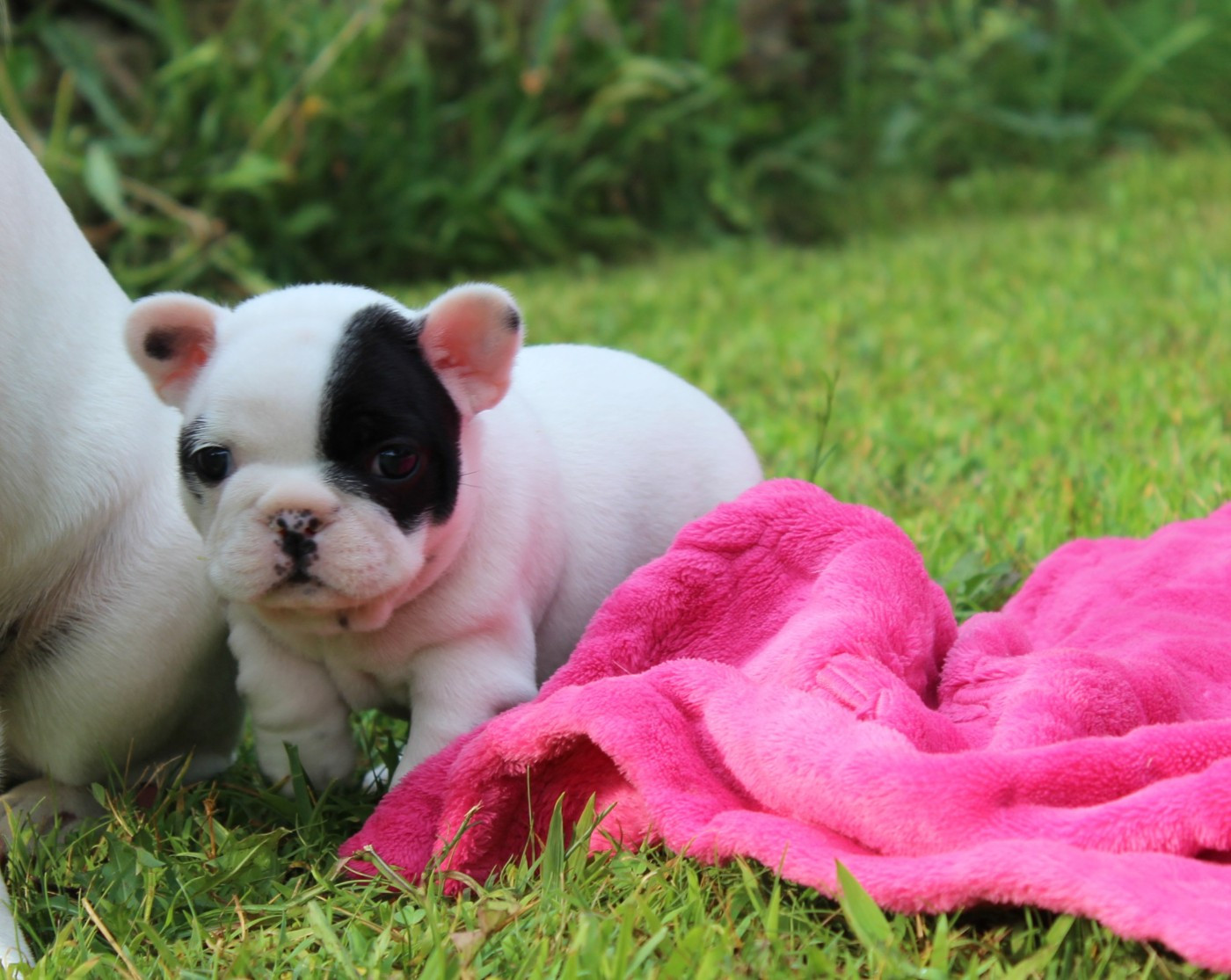 Du Clos De Chantegrive - Chiots disponibles - Bouledogue français