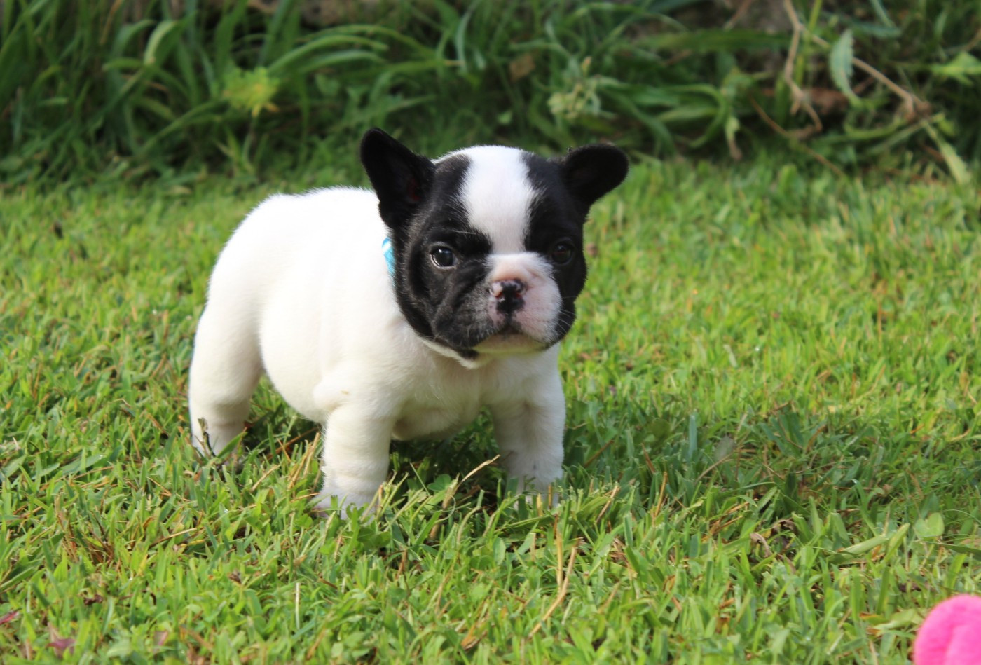 Du Clos De Chantegrive - Chiots disponibles - Bouledogue français