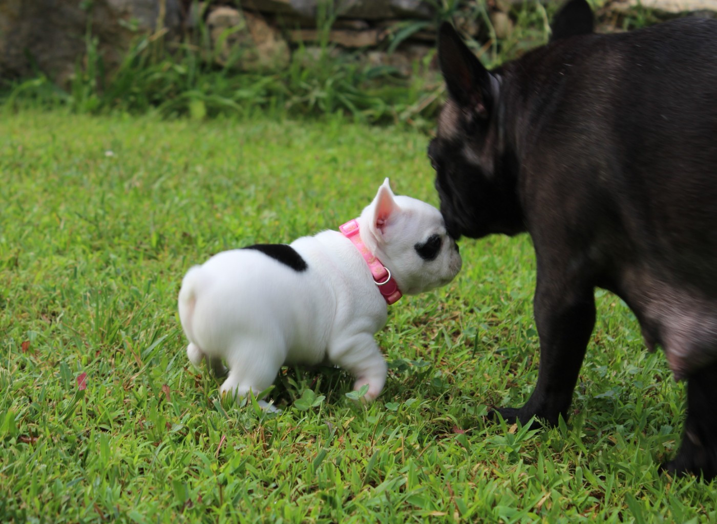 Du Clos De Chantegrive - Chiots disponibles - Bouledogue français