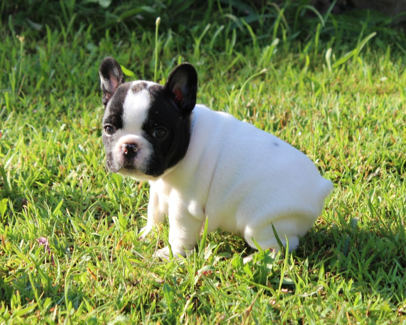 Du Clos De Chantegrive - Chiots disponibles - Bouledogue français