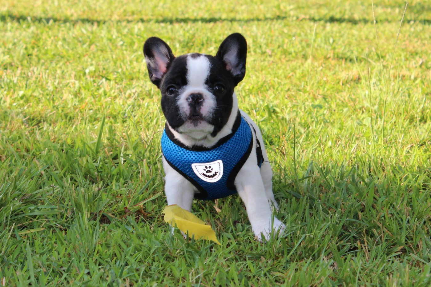 Du Clos De Chantegrive - Chiots disponibles - Bouledogue français