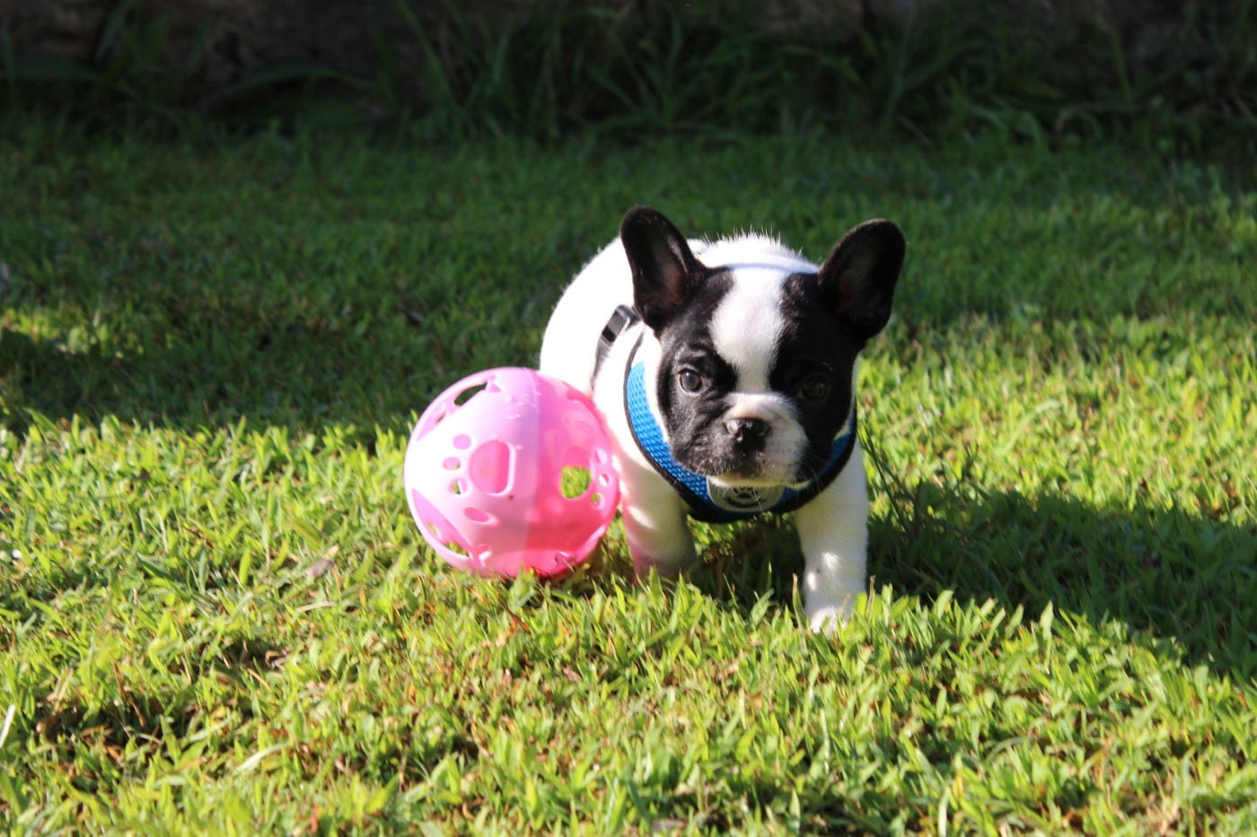 Du Clos De Chantegrive - Chiots disponibles - Bouledogue français