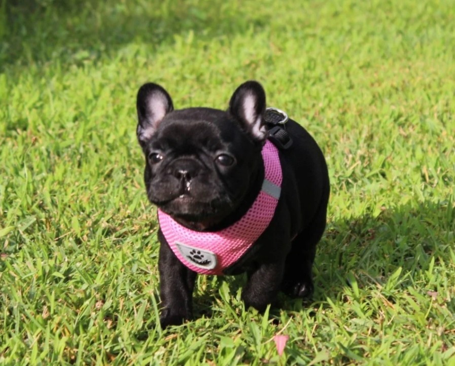 Du Clos De Chantegrive - Chiots disponibles - Bouledogue français